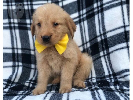 PoulaTo: Golden Retriever Puppies for sale